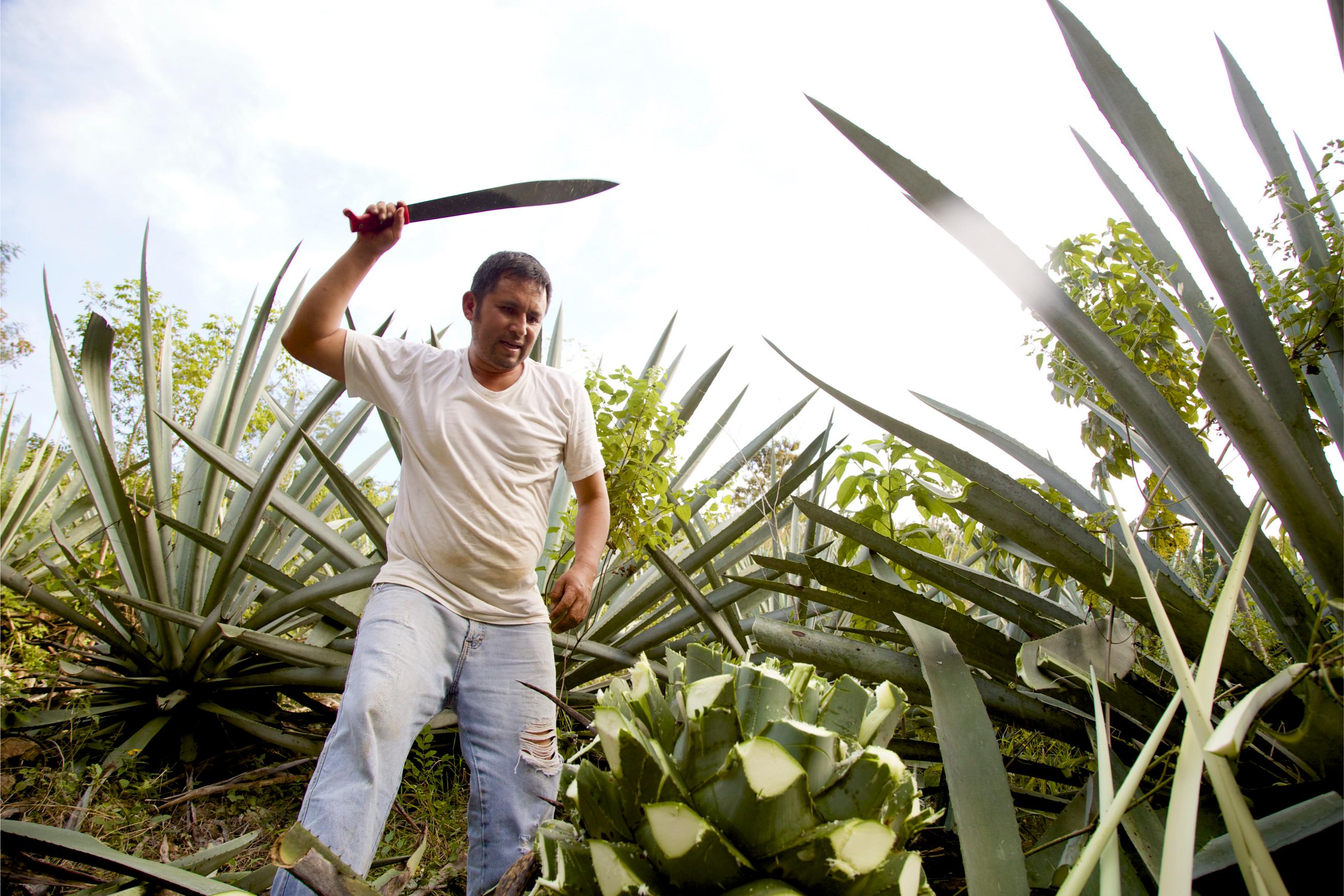 El Guardián del Agave: Un Día en el Campo con el Jimador